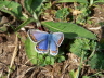 db_Common_Blue_female_Polyommatus_icarus1
