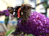 db_Red_Admiral