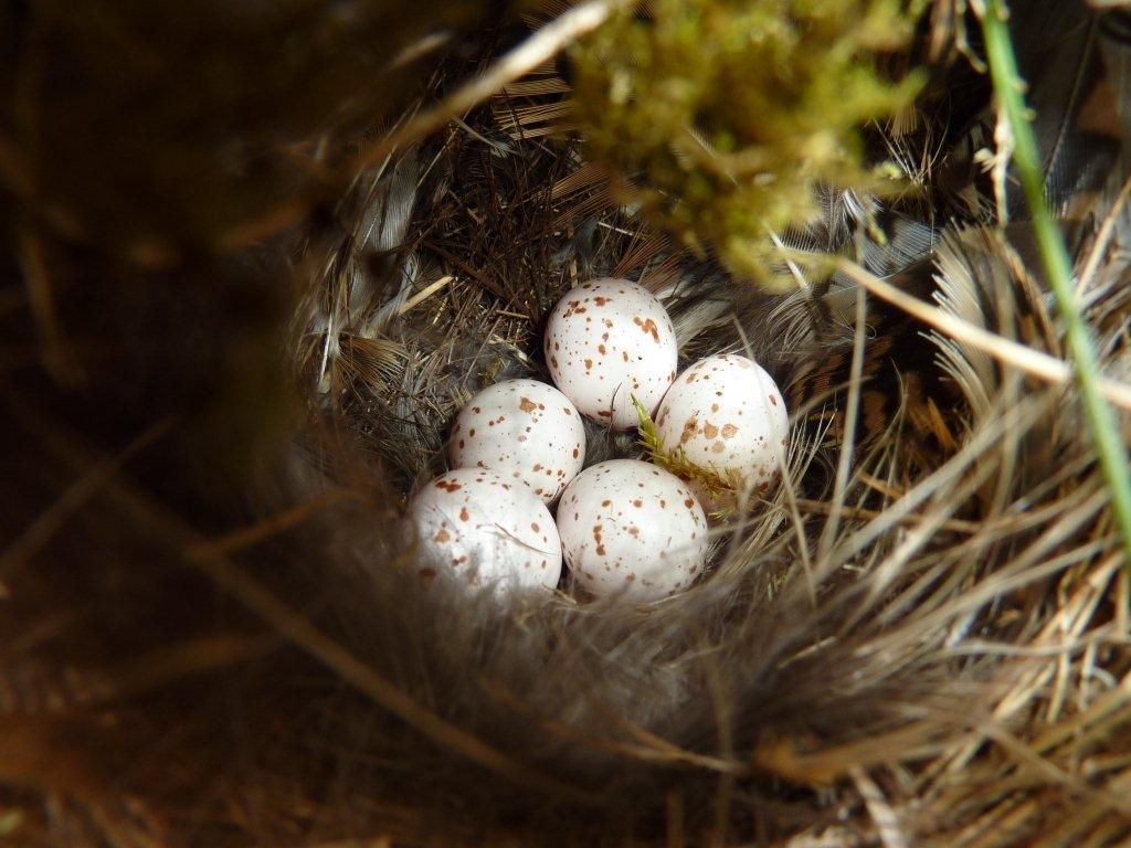 willow-warblers-nest