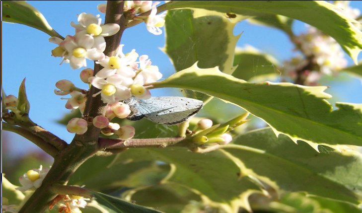 Holly_Blue_ovipositing__laying_eggs__on_variegated_Holly