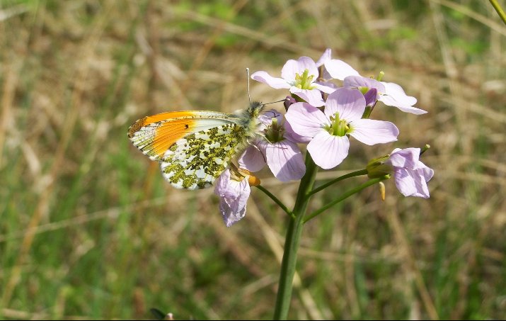 Cuckoo_Flower_with_male_Orange-tip_butterfly