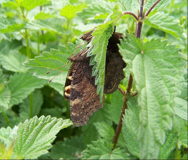 Two_Peacock_butterflies_ovipositing_on_the_underside_of_a_nettle_leaf