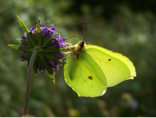 bc_Brimstone_butterfly_nectars_on_Devil_s-bit_Scabious_bc
