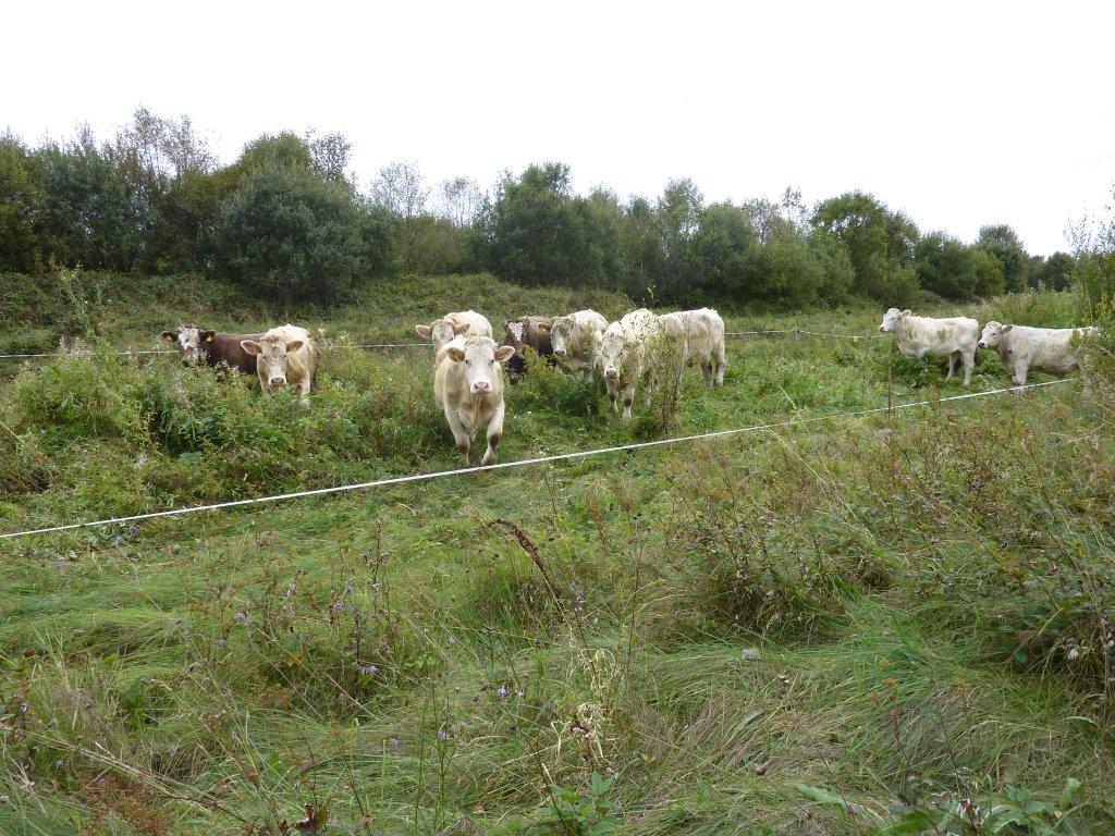 cattle-grazing
