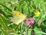 db_Clouded_Yellow