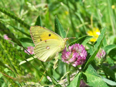 db_Clouded_Yellow_female_Colias_croceus3