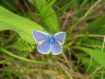 db_Common_Blue_male_Polyommatus_icarus1