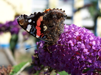 db_Red_Admiral1