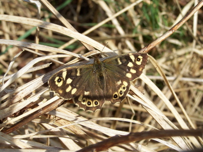 db_Speckled_Wood1