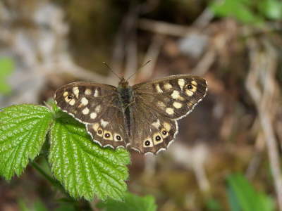 db_Speckled_Wood_male_Pararge_aegeria2