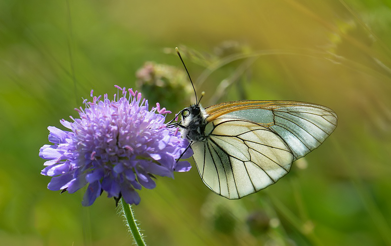 Butterfly Conservation Ireland Annual Report 2017 – Butterfly Conservation  Ireland