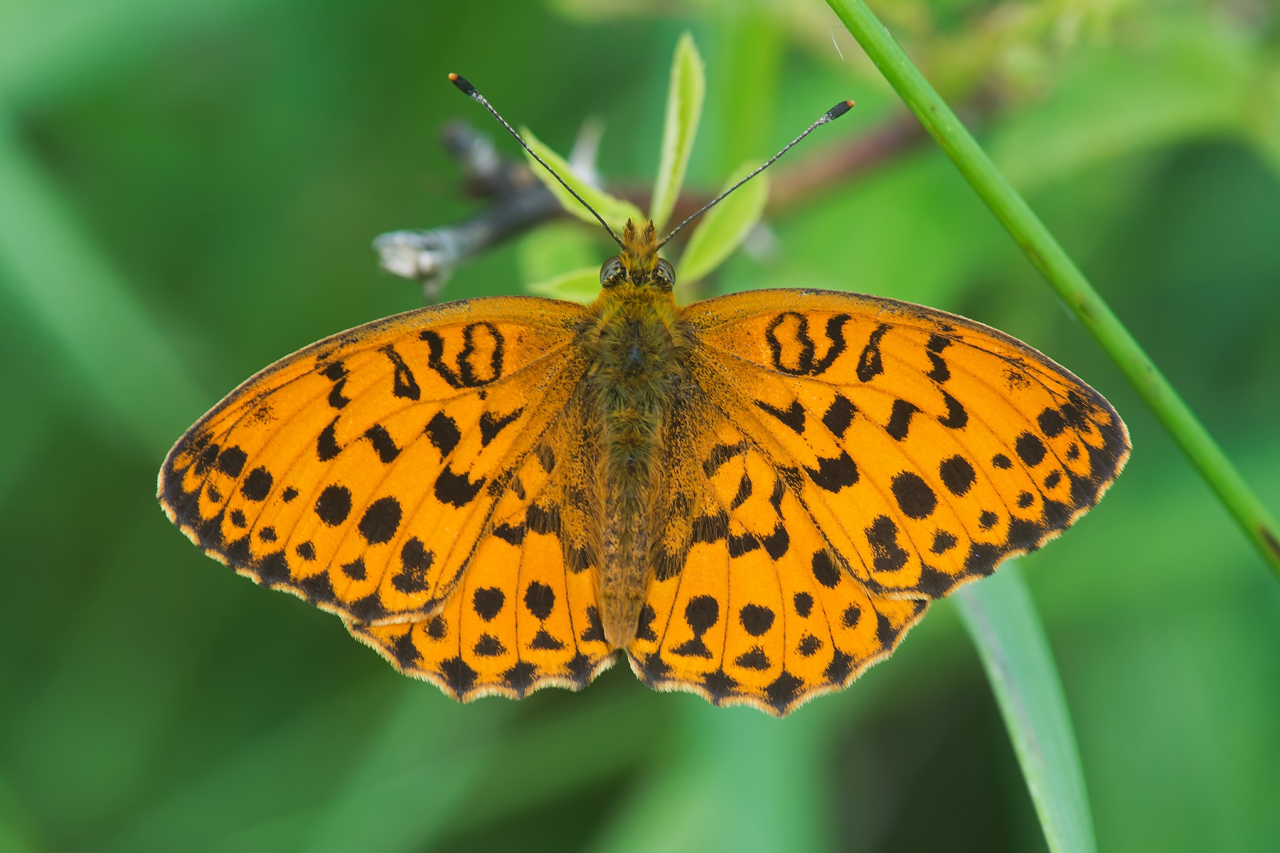 Butterfly Nets  NHBS Wildlife Survey & Monitoring