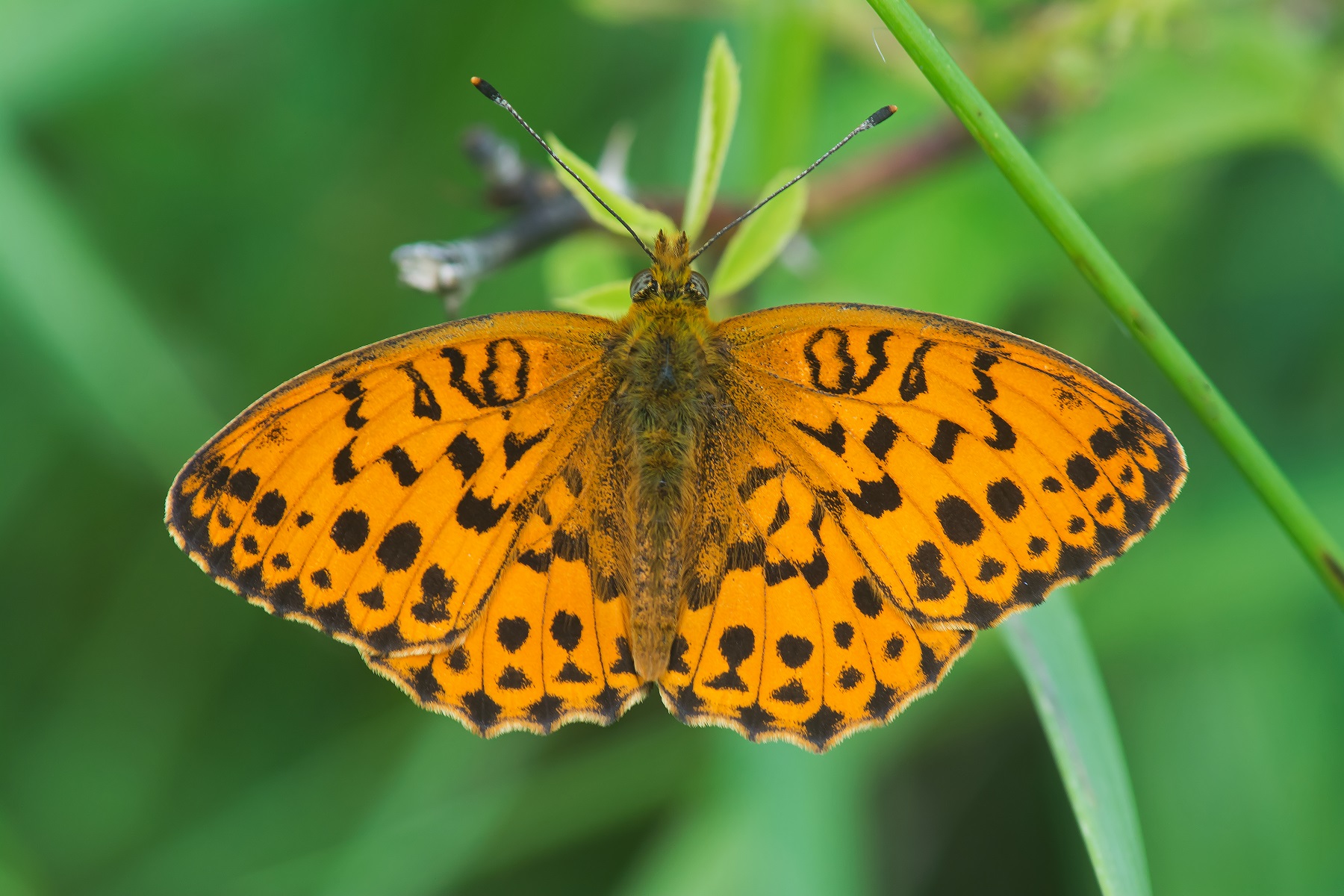 Report – Butterfly Conservation Ireland