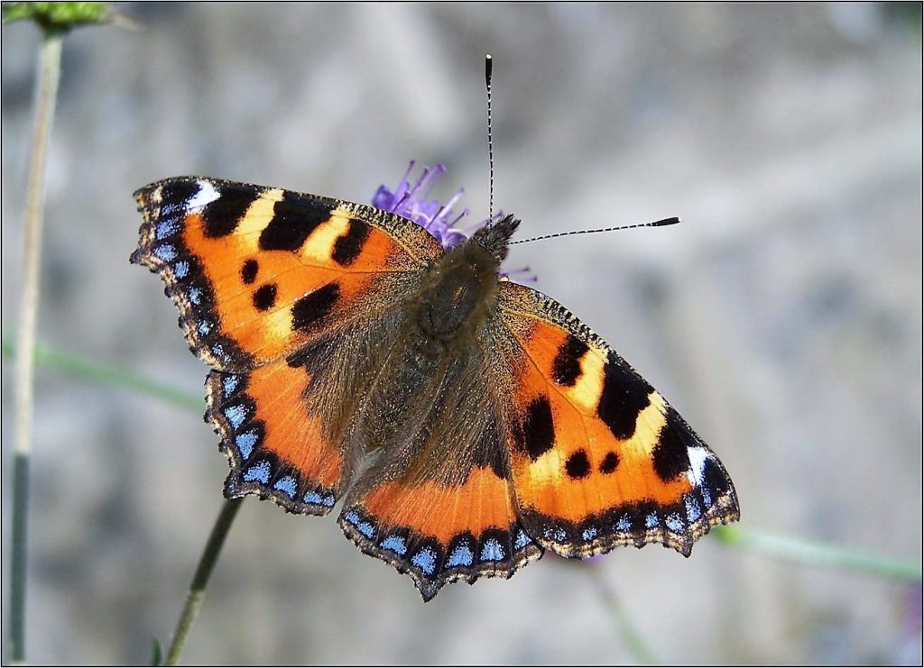 How to Care for Hibernating Butterflies – Butterfly Conservation Ireland