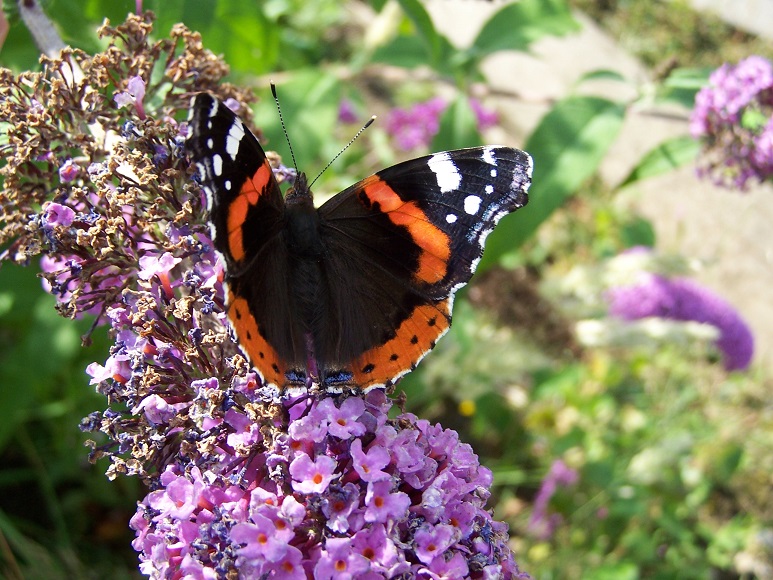 Butterfly Conservation Ireland Irish Butterfly Website