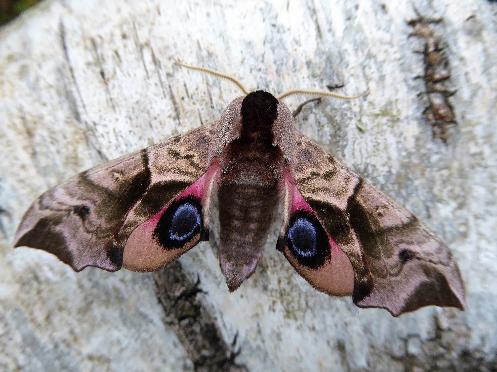 Eyed Hawk-moth  Butterfly Conservation