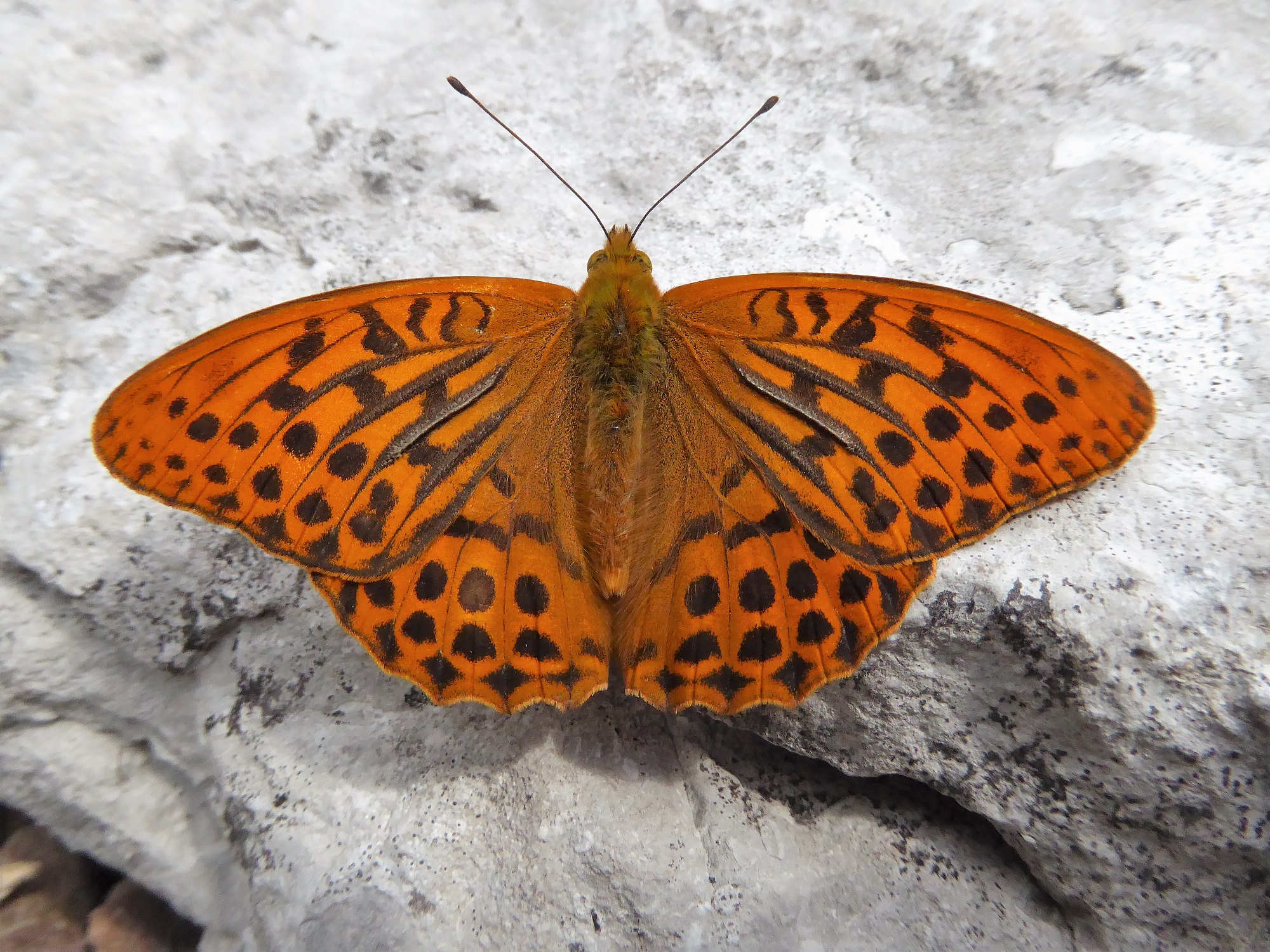 Butterfly Conservation Ireland – Irish Butterfly Website