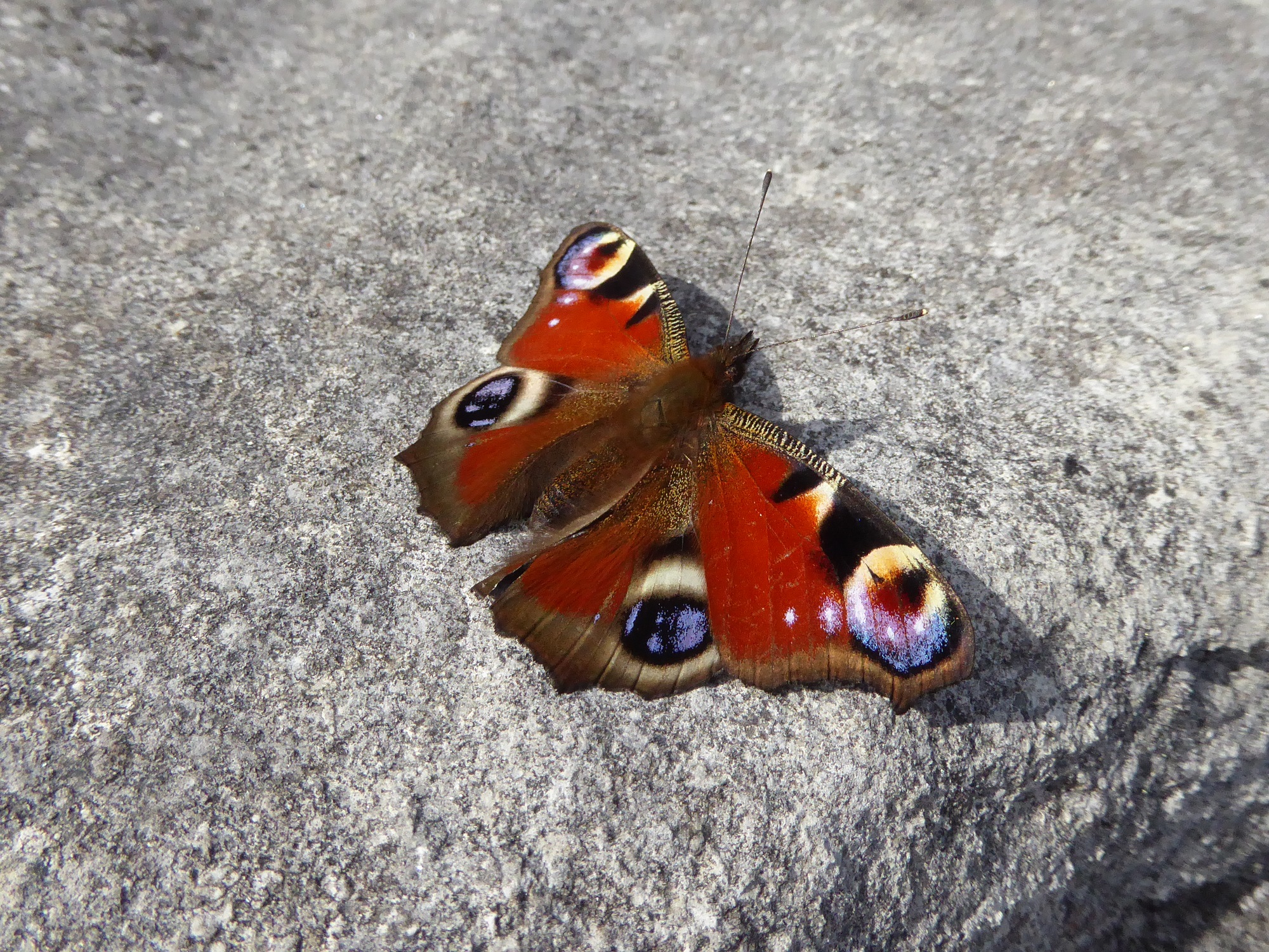 Butterflies: Warming Up