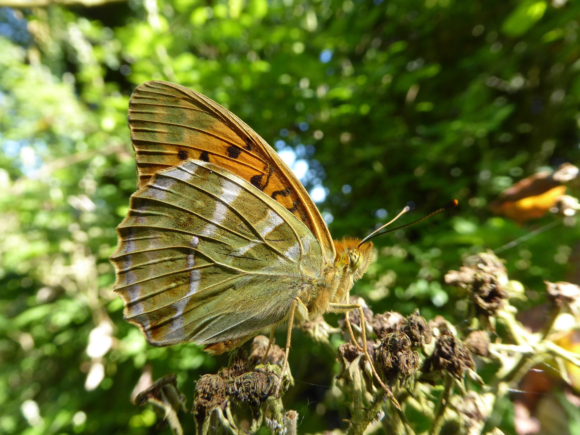 Butterfly Conservation Ireland – Irish Butterfly Website