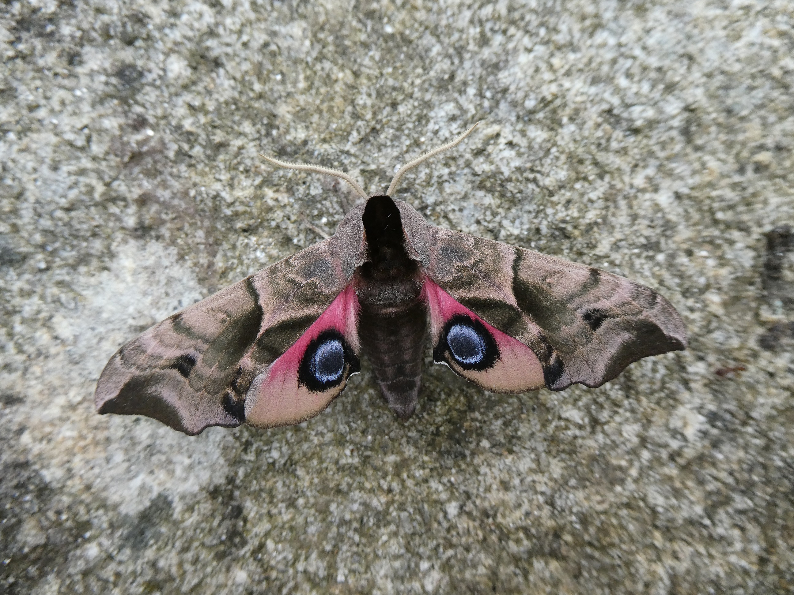 Eyed Hawk-moth  Butterfly Conservation