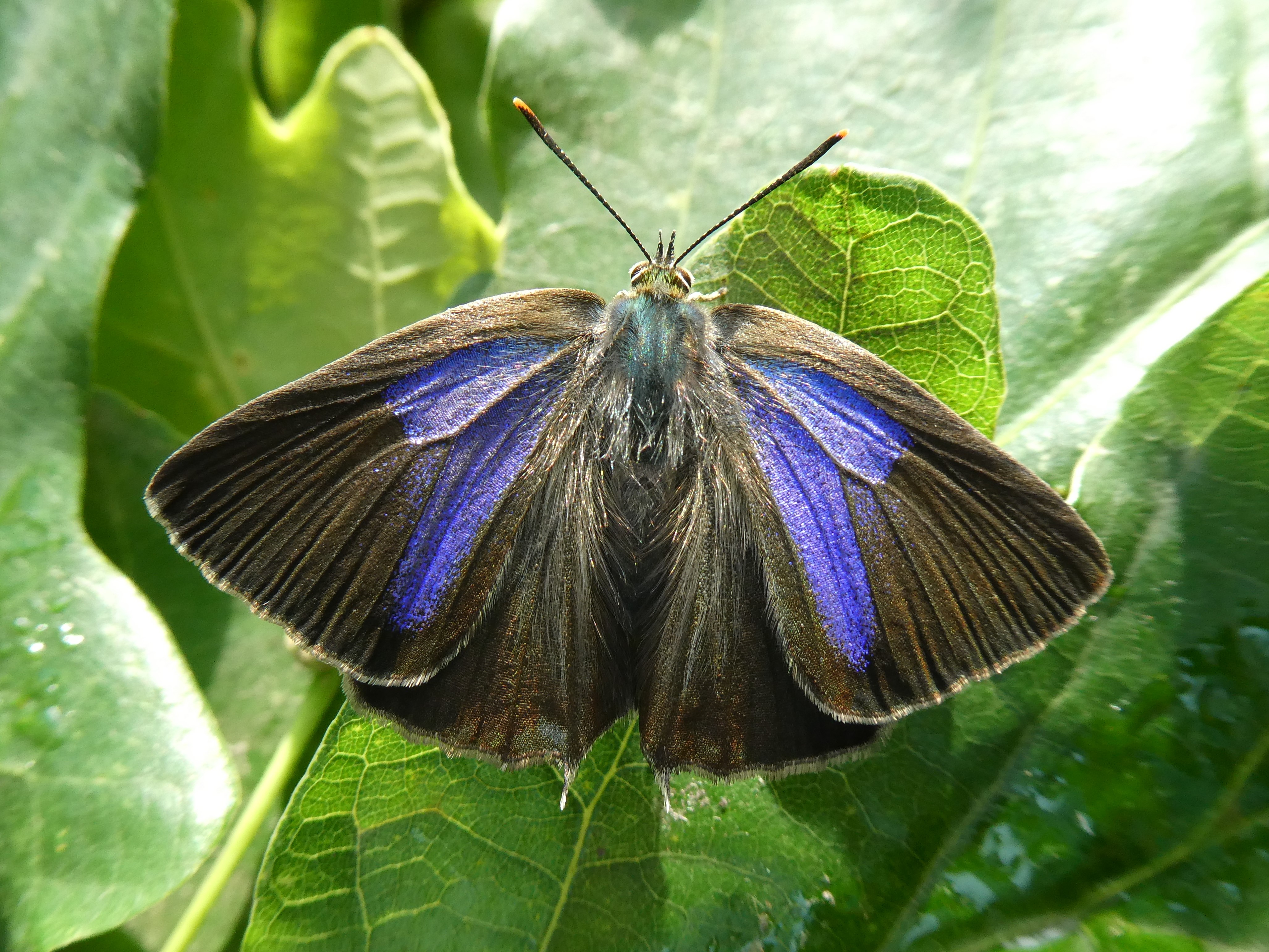 Purple Hairstreak Butterfly