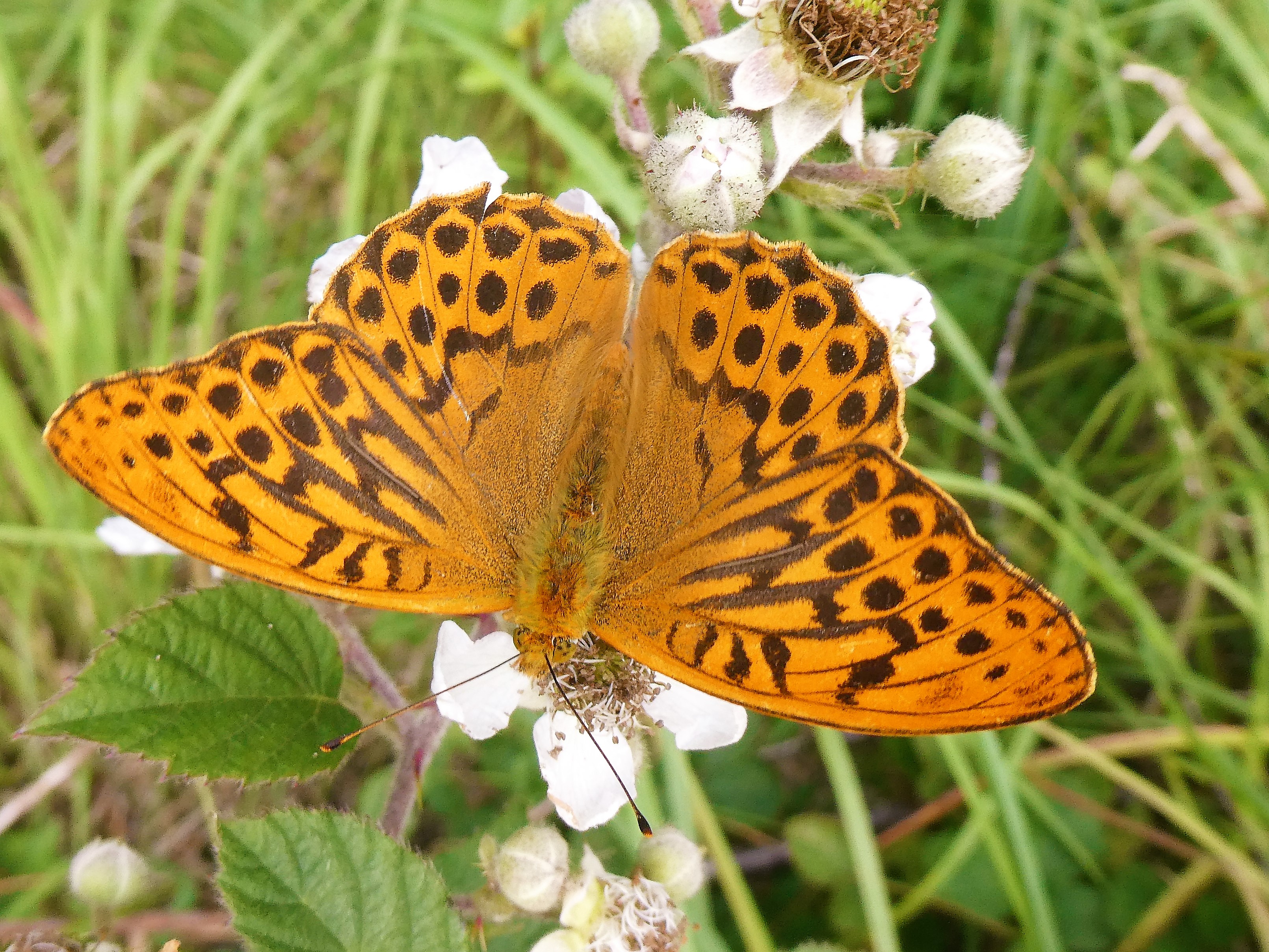 Butterfly Conservation Ireland – Irish Butterfly Website