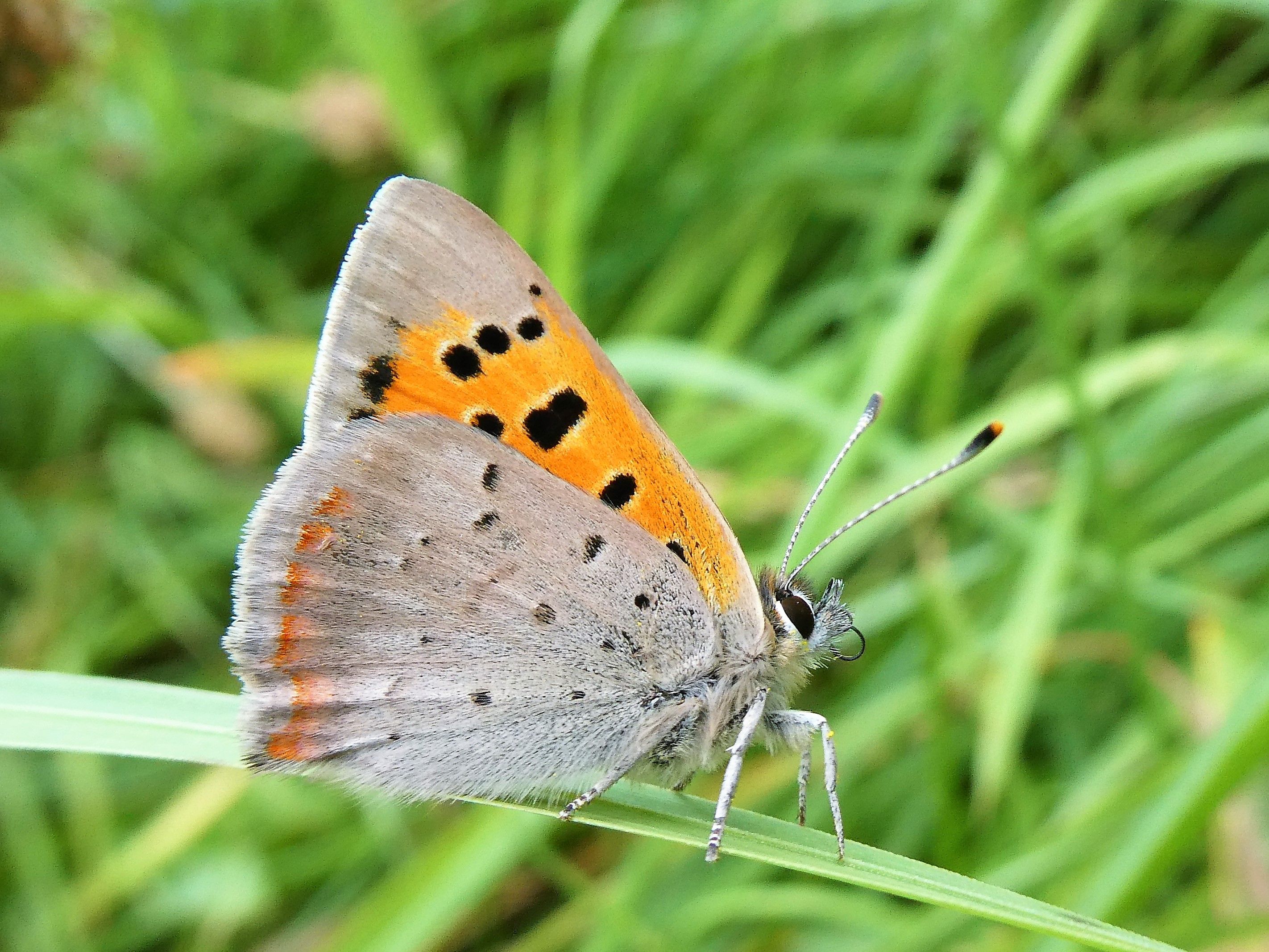 Butterfly Conservation Ireland – Irish Butterfly Website