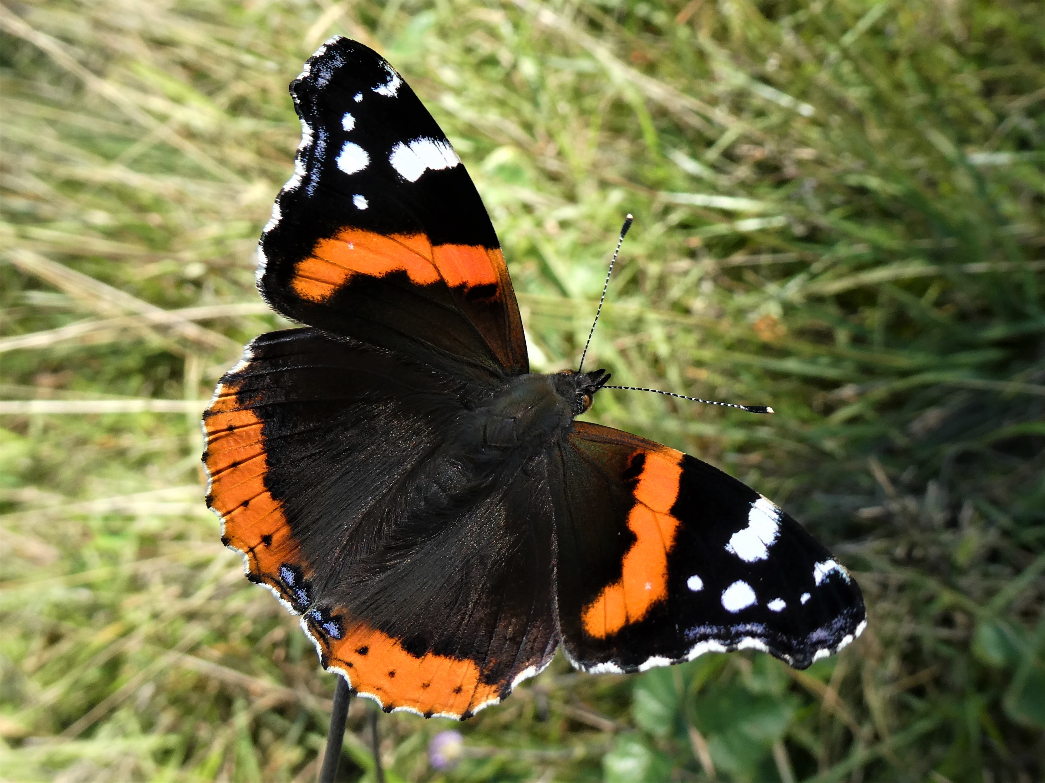 Butterfly Conservation Ireland – Irish Butterfly Website