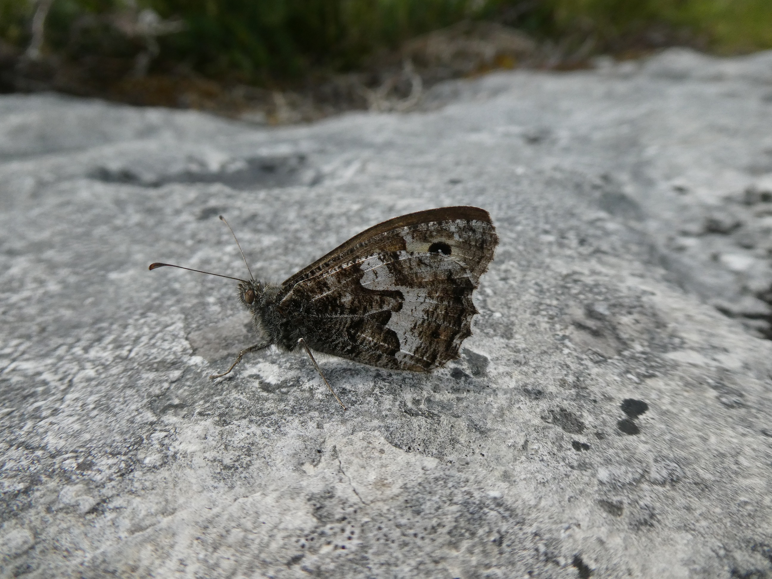 Burnished Brass  Butterfly Conservation