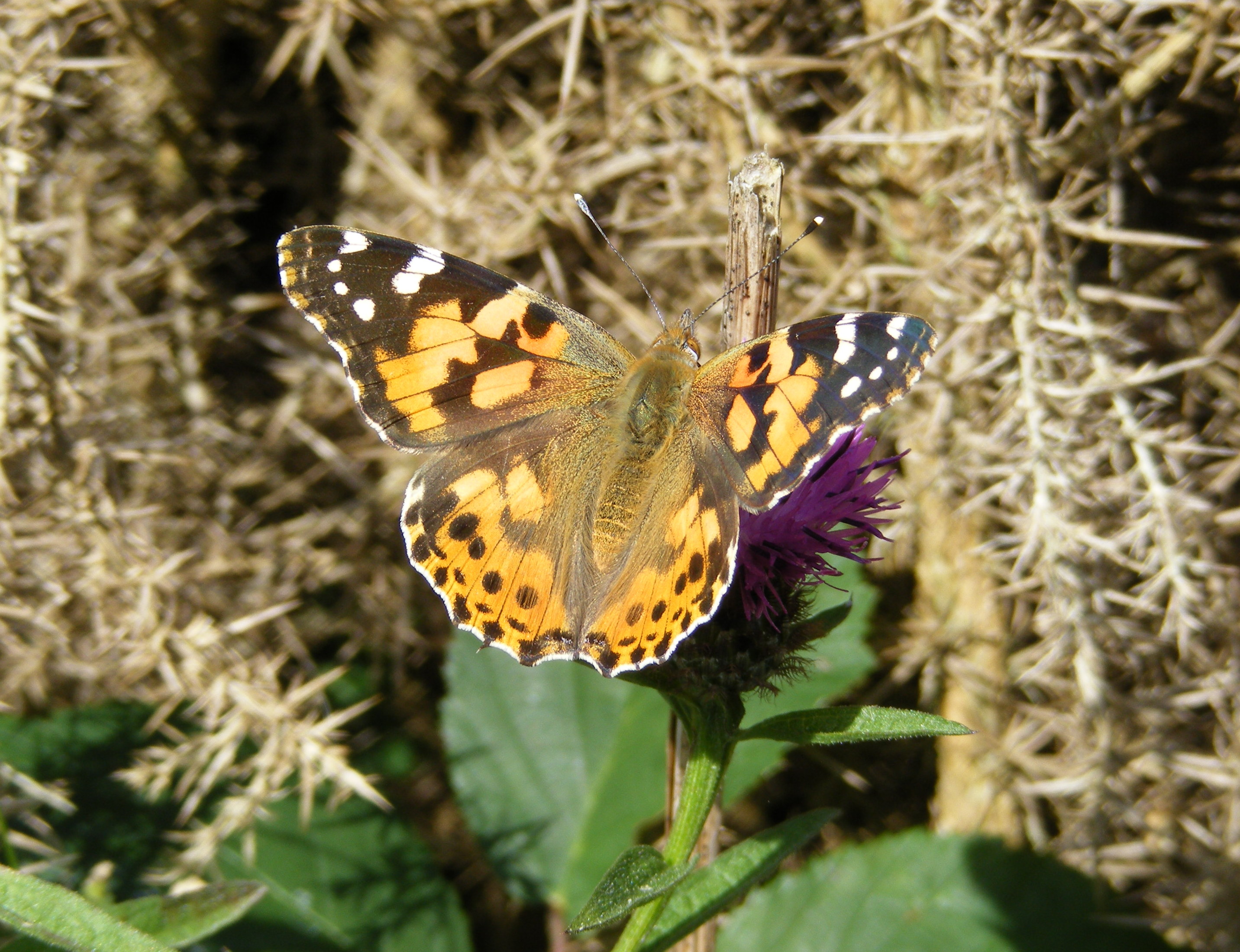 Butterfly of the Year – Butterfly Conservation Ireland