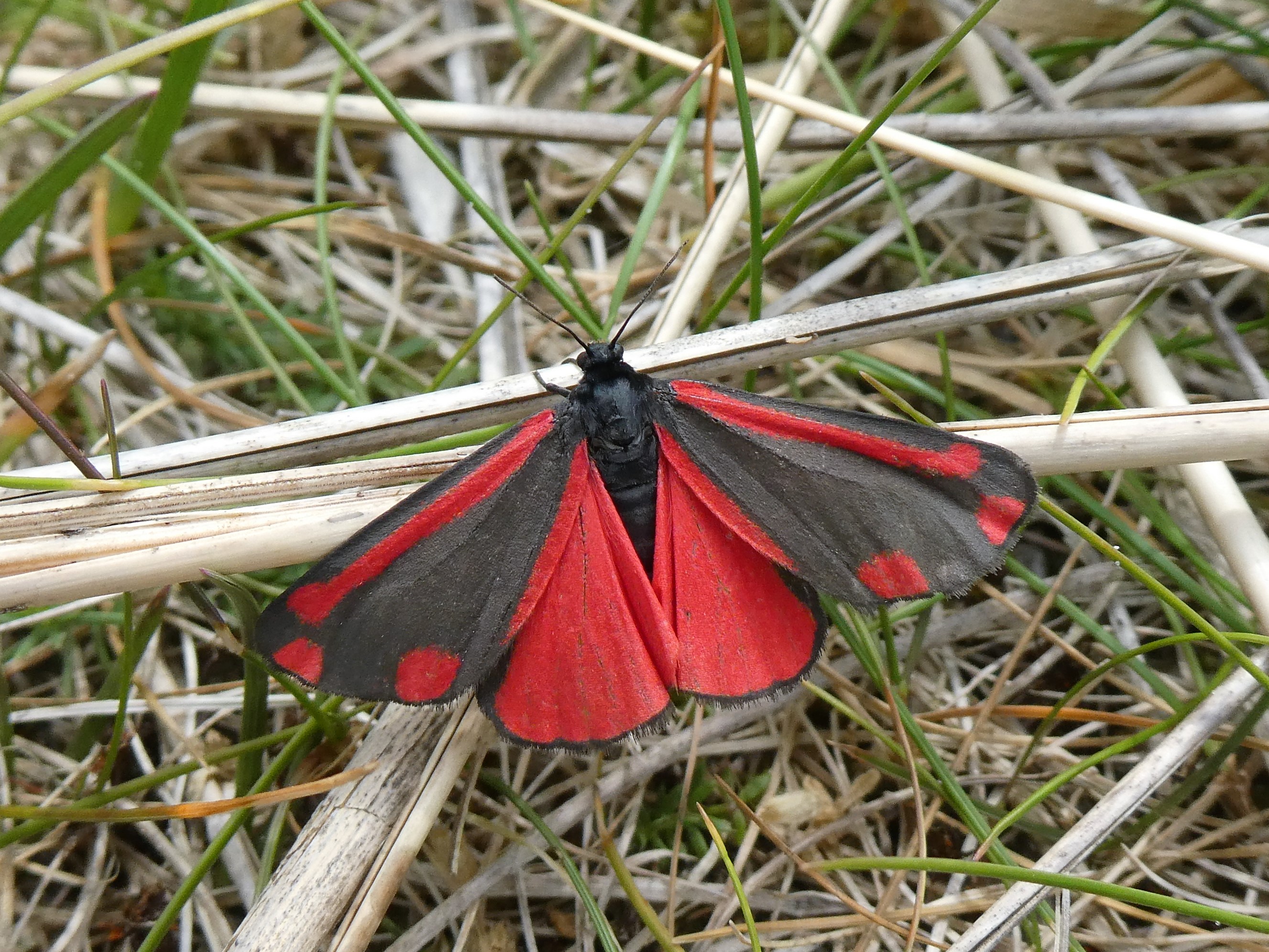 Cinnabar  Butterfly Conservation