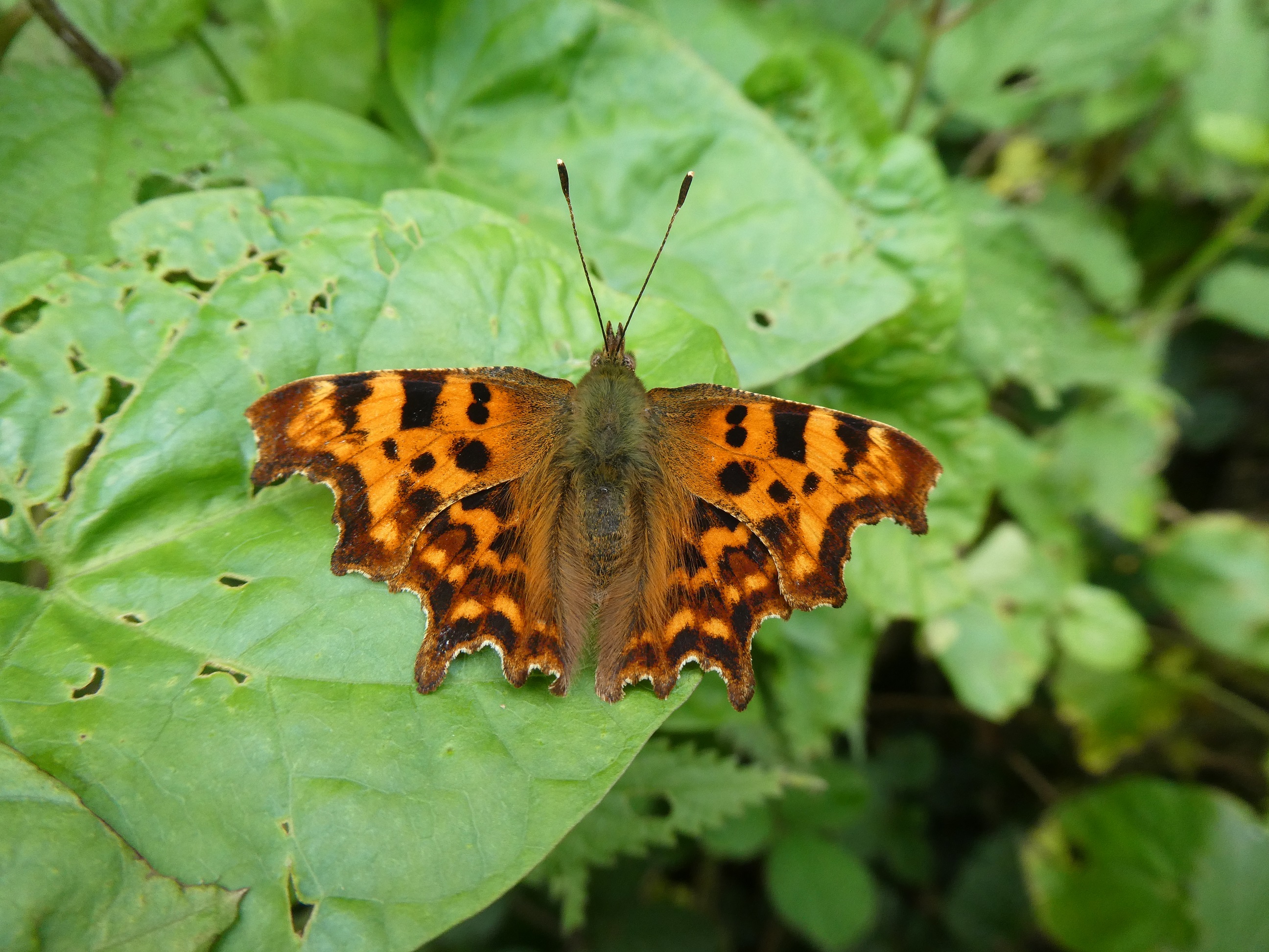 comma butterfly