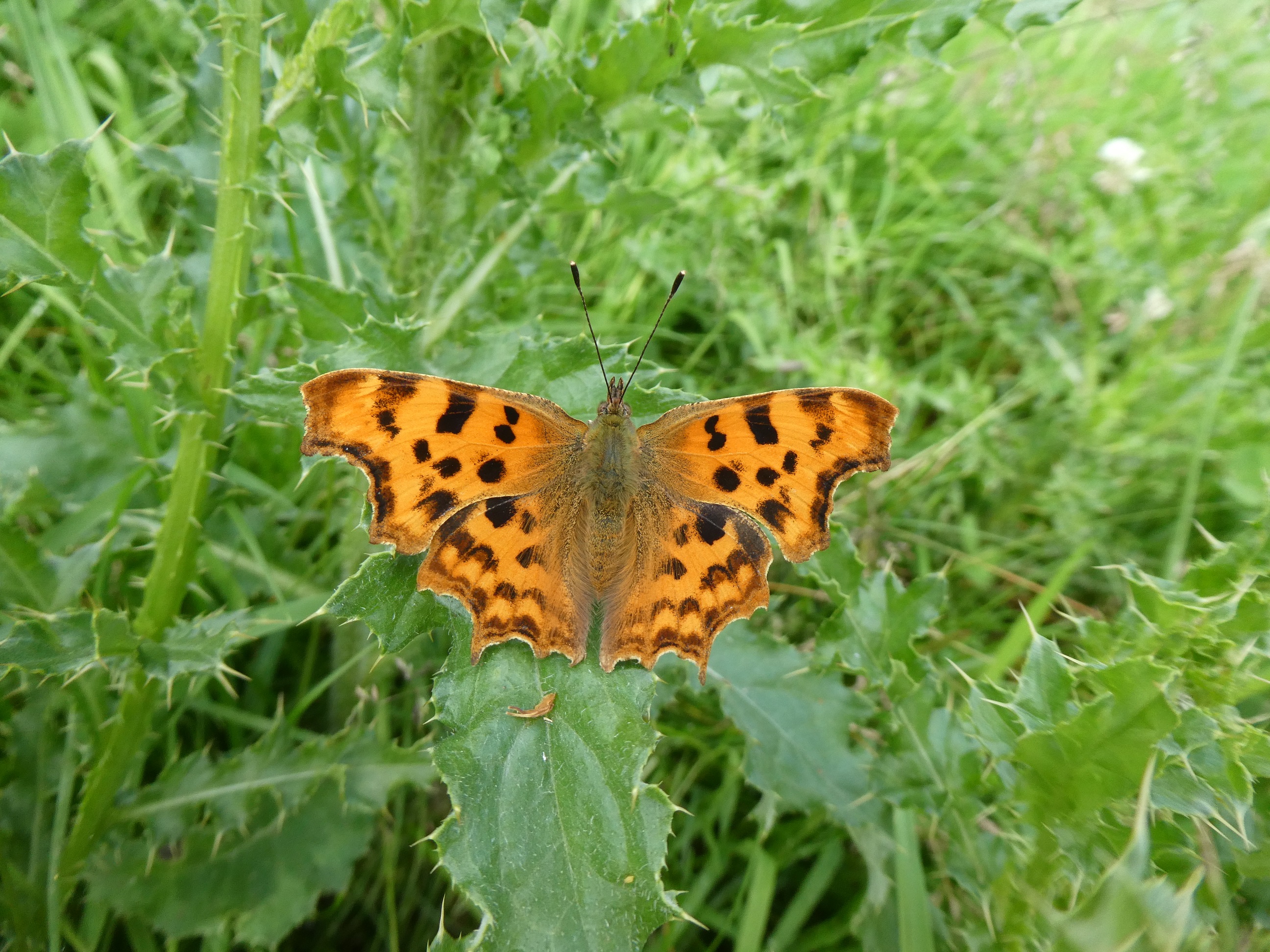 Comma Butterfly