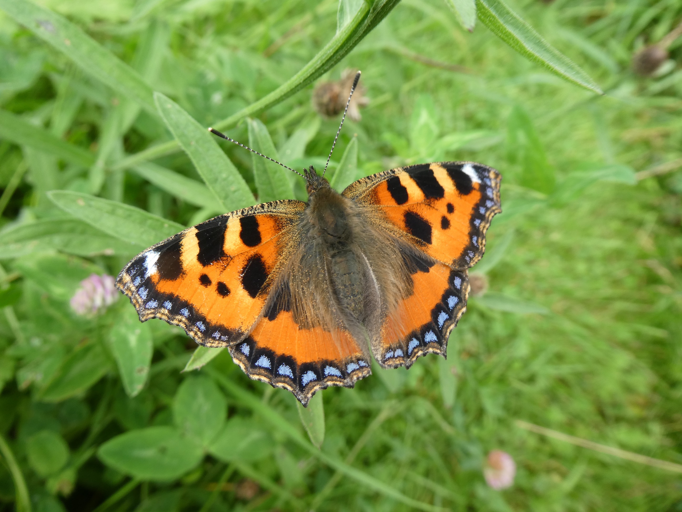 Butterfly Conservation Ireland – Irish Butterfly Website