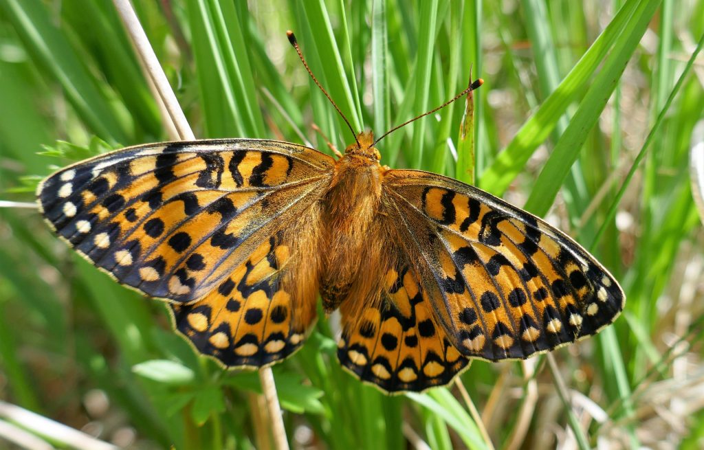 Butterfly Conservation Ireland – Irish Butterfly Website