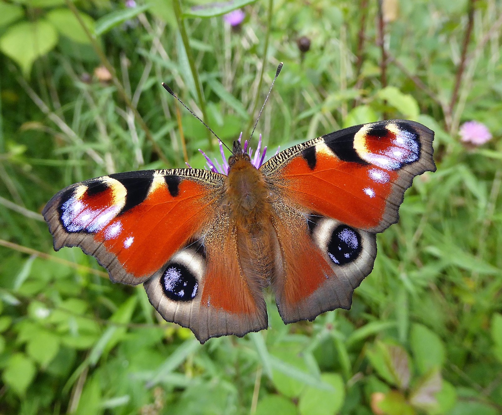 Sensory abilities of butterflies: the magic of smell and taste