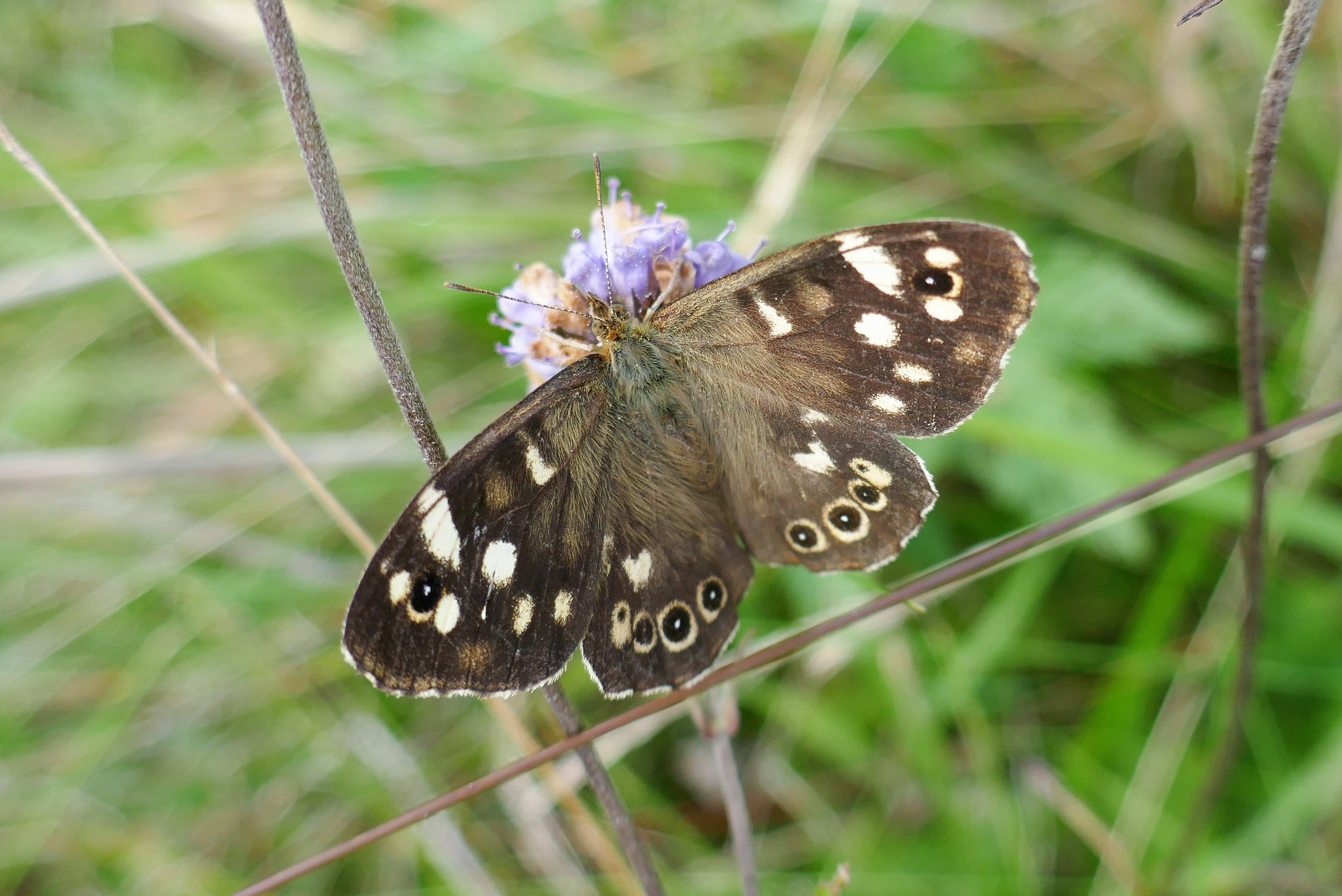 Burnished Brass  Butterfly Conservation