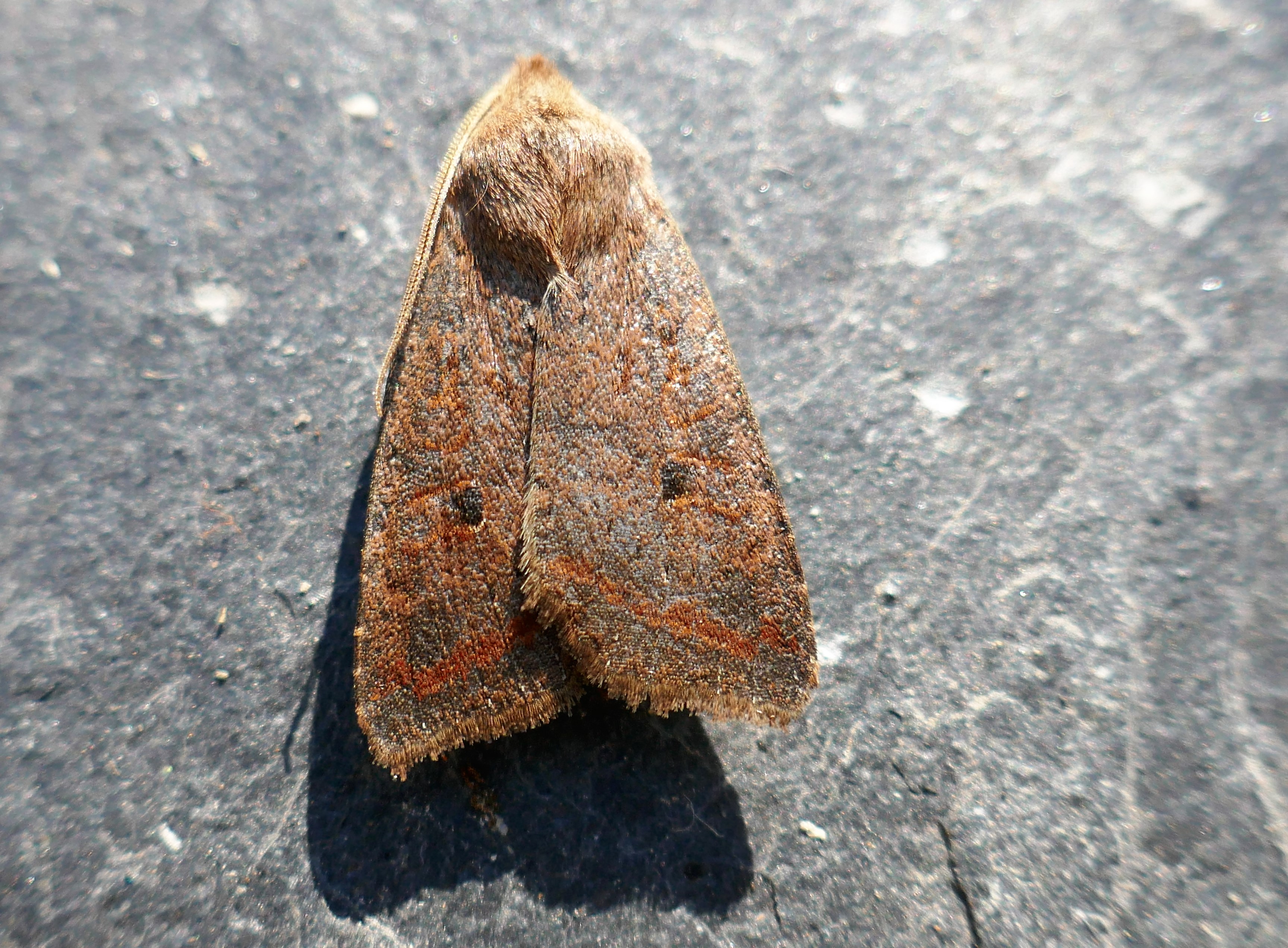 The Moth Trap: How I saw the lepidopteral light