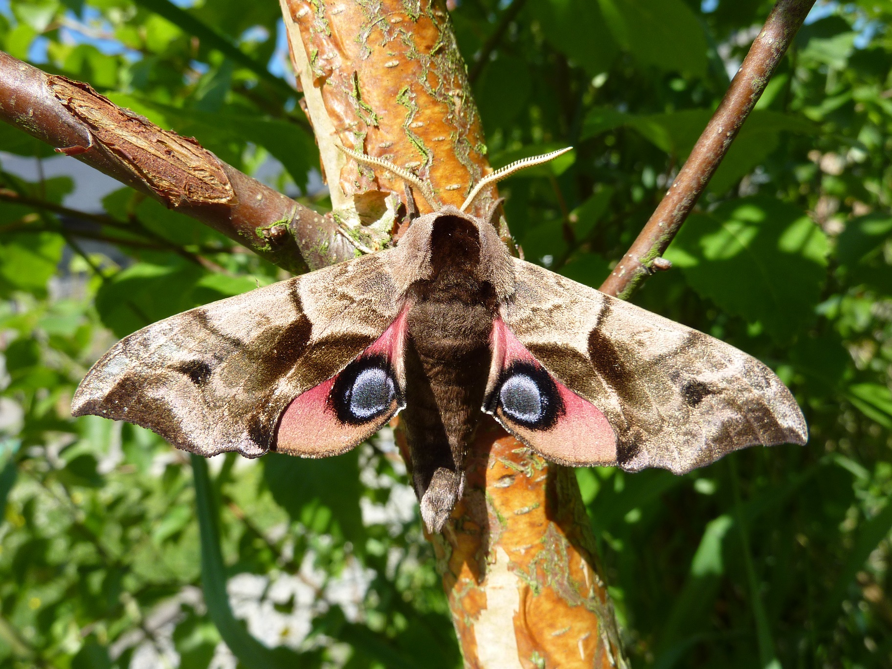 Eyed Hawk-moth  Butterfly Conservation