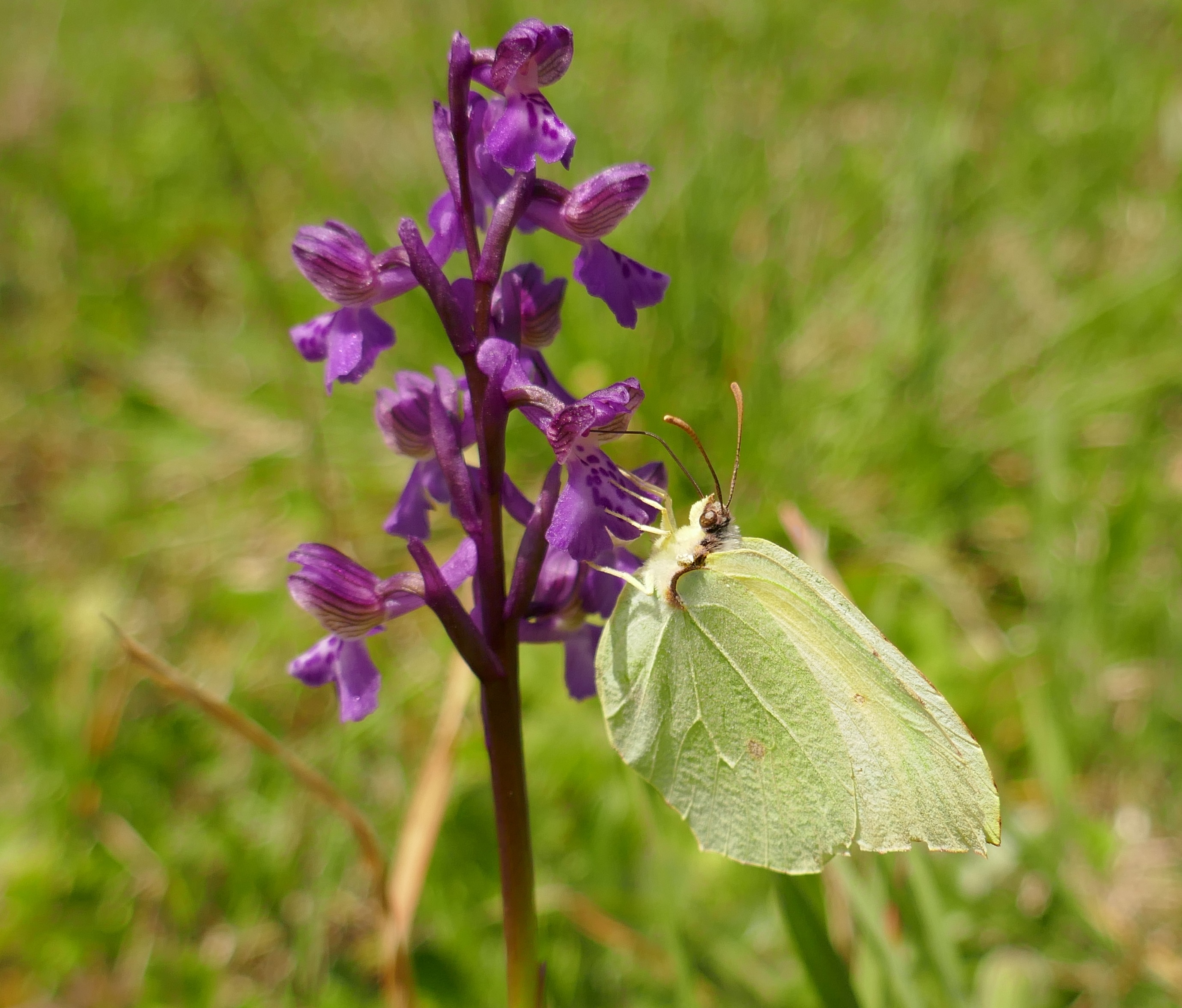 A female Brimstone on a Green-winged Orchid.