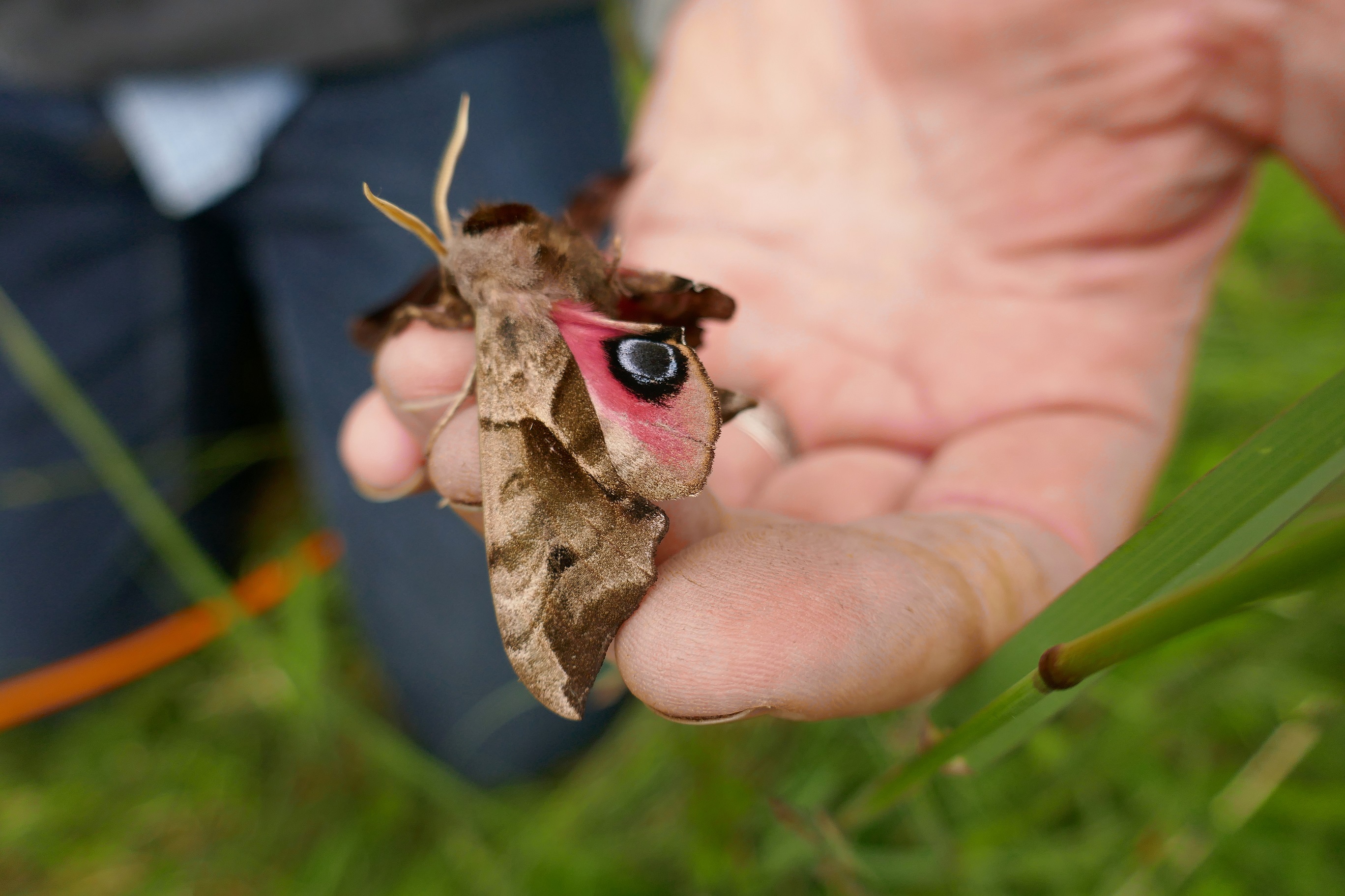 Eyed Hawk-moth  Butterfly Conservation