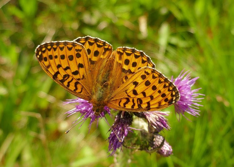 Butterfly Conservation Ireland – Irish Butterfly Website