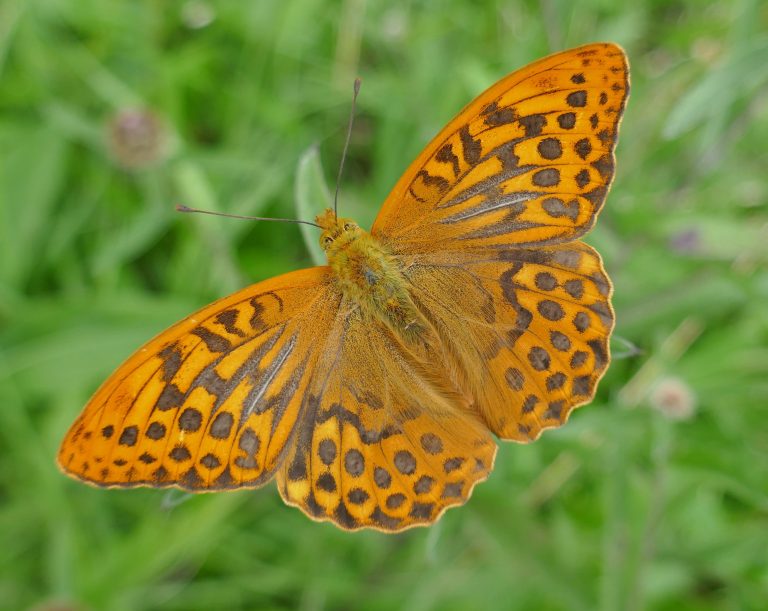 Butterfly Conservation Ireland – Irish Butterfly Website