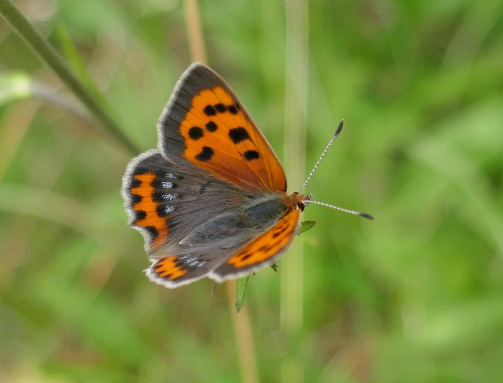 Butterfly Conservation Ireland – Irish Butterfly Website