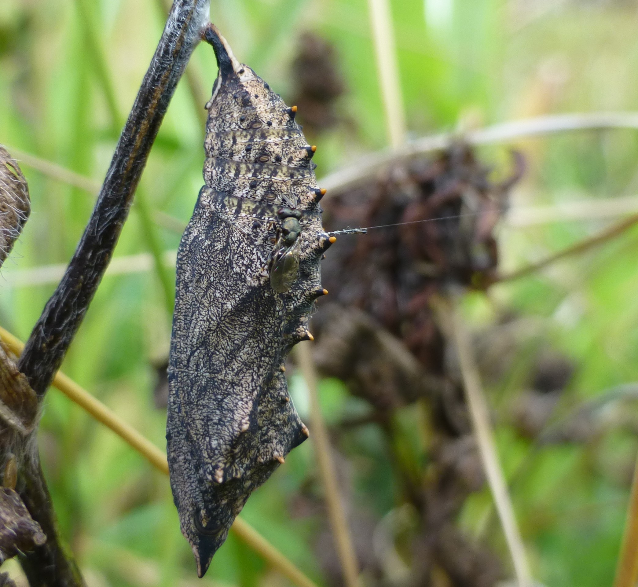 August 2022 Butterfly Conservation Ireland