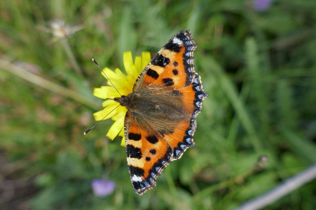 Butterfly Conservation Ireland – Irish Butterfly Website
