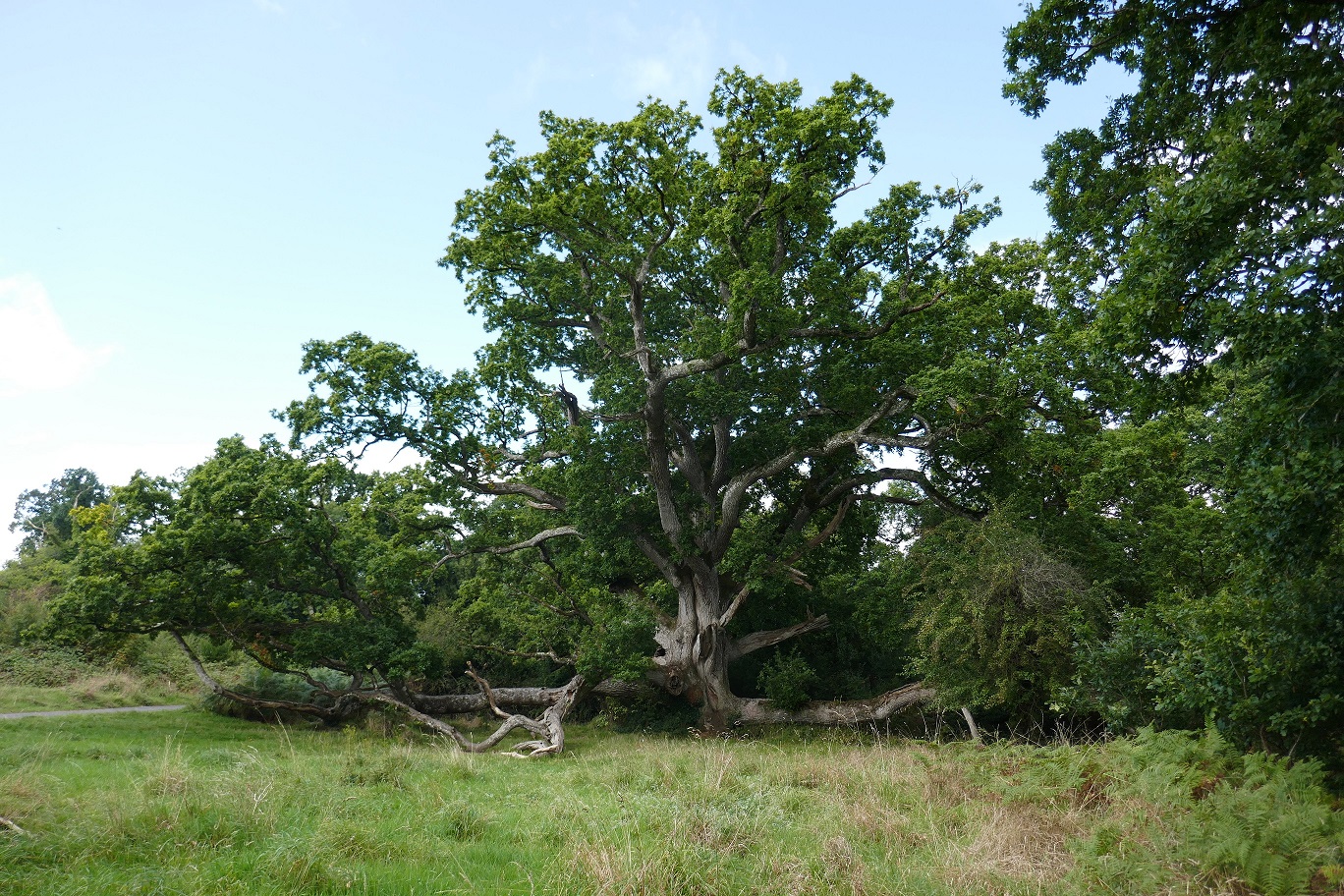 The Cycle of the Oak, Ash, Yew & Rowen