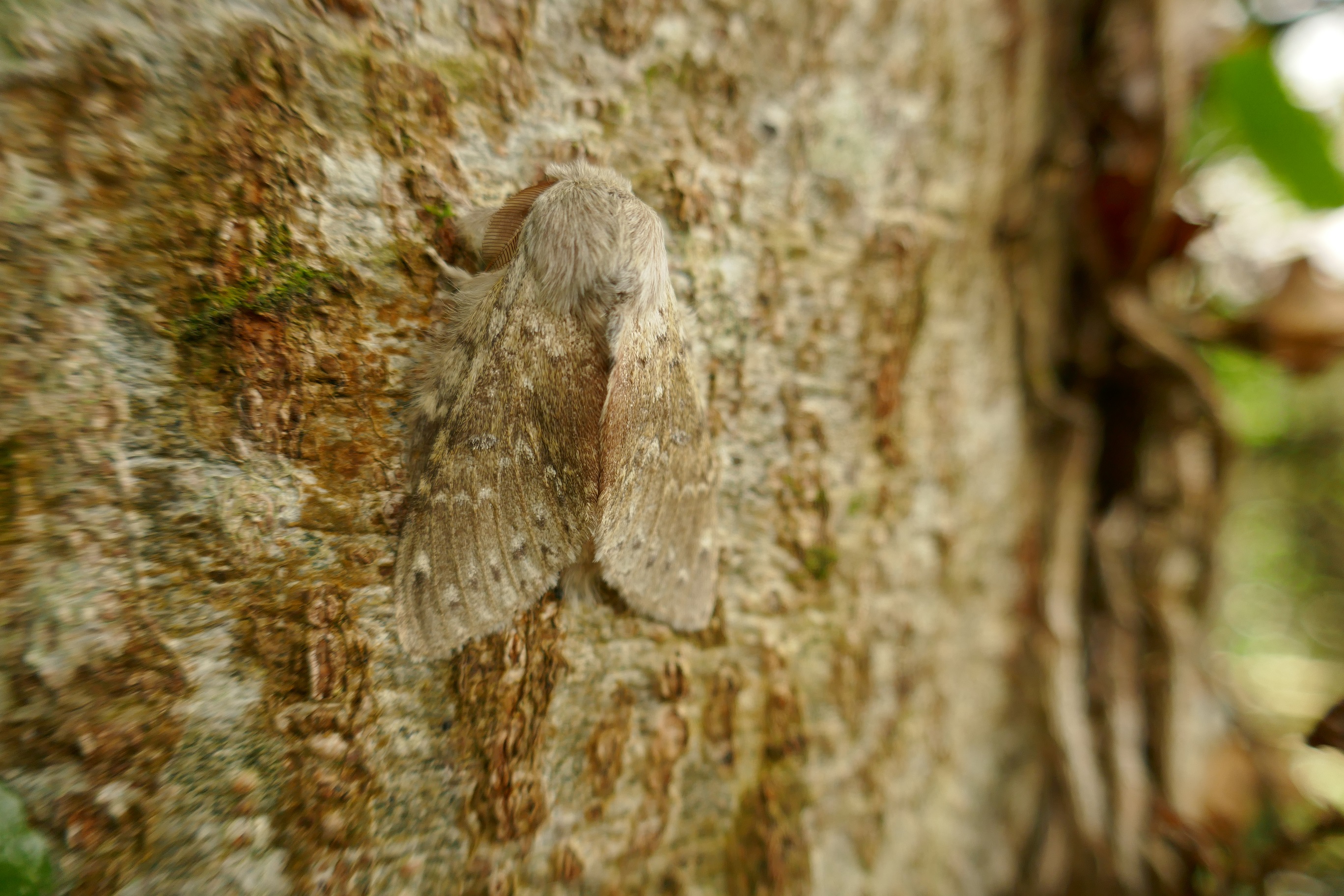 Gypsy Moth Traps - CLARE CONSERVATION DISTRICT