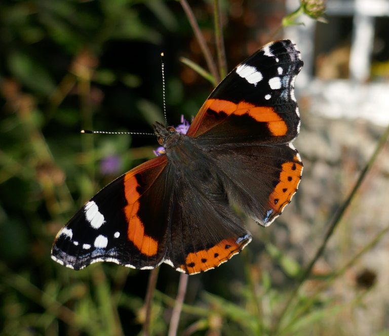 Butterfly Conservation Ireland – Irish Butterfly Website