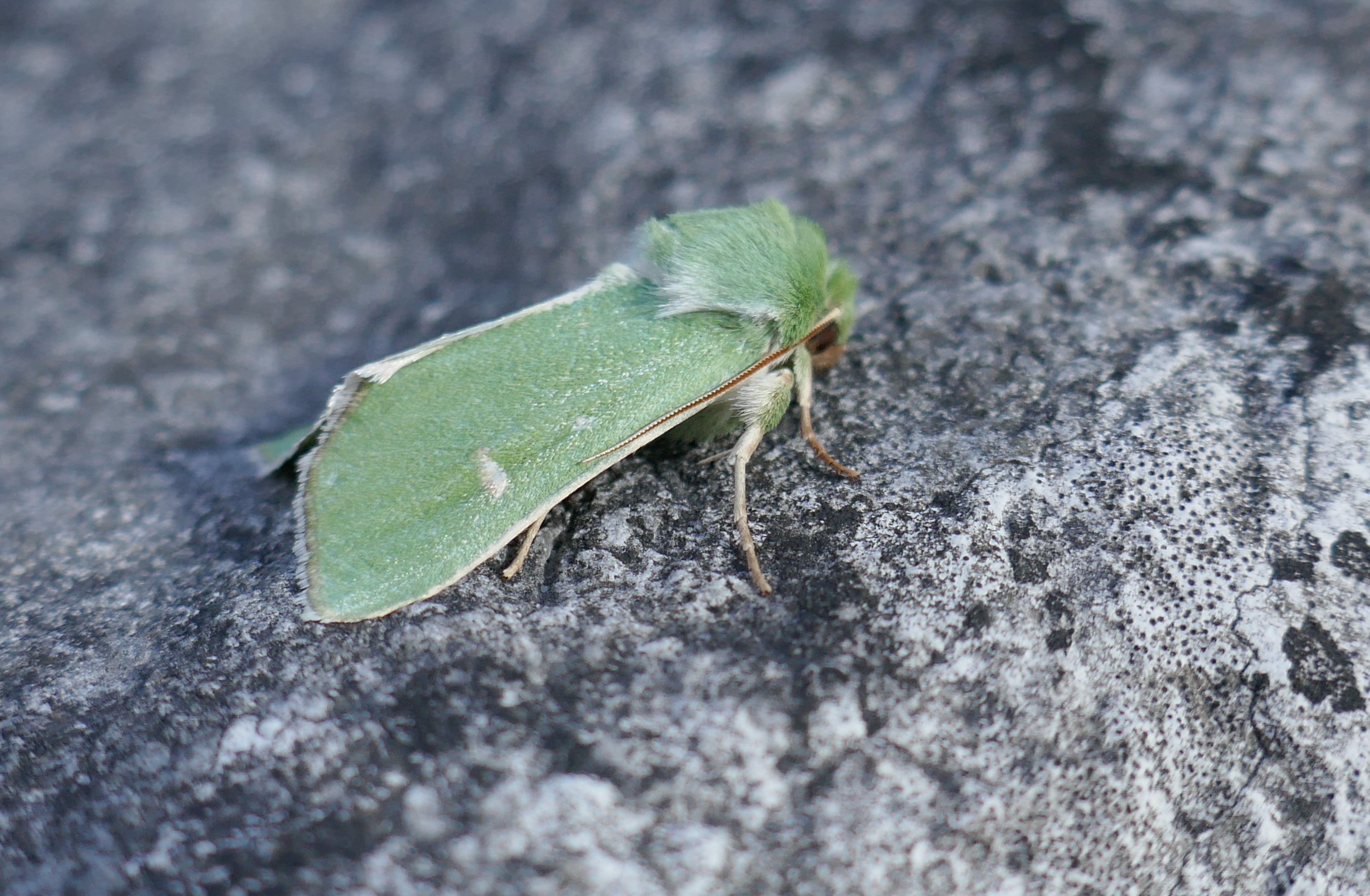 How to Get Rid of Moths (and Prevent Their Return) - Bob Vila